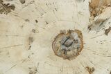 Polished Petrified Wood (Araucaria) Round - Madagascar #355317-1